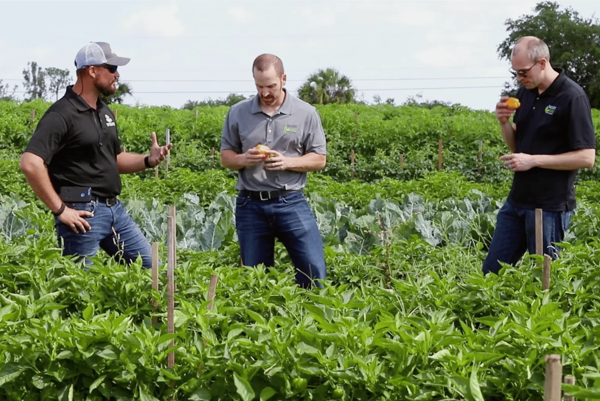 Evaluation of Local Produce